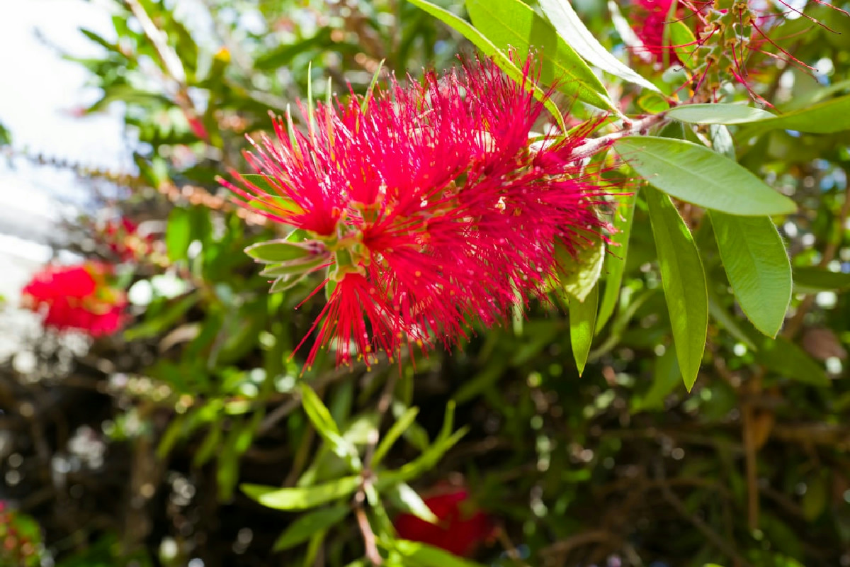 Callistemon e i suoi fiori rossi: un richiamo per api e farfalle nel giardino estivo