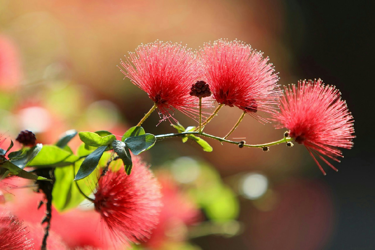 Callistemon e i suoi fiori rossi: un richiamo per api e farfalle nel giardino estivo