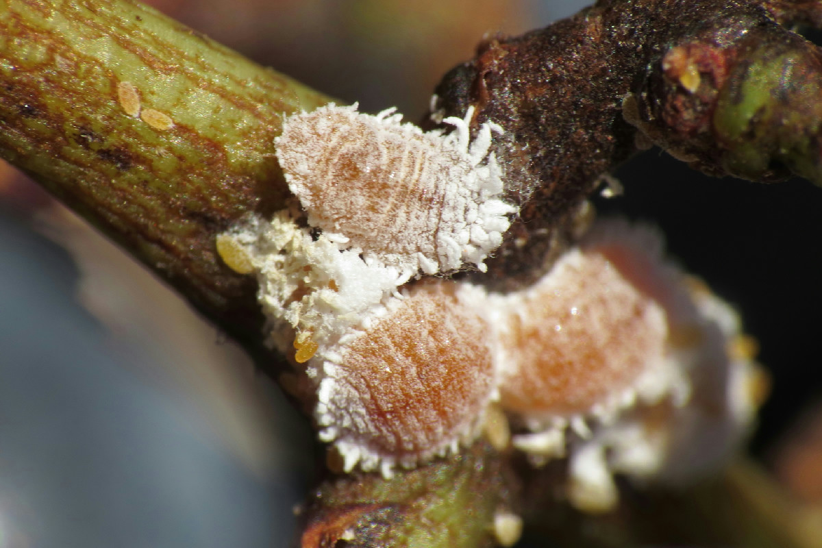 Le cocciniglie infestano le piante? Il cotone imbevuto di alcool è la soluzione efficace per eliminarle