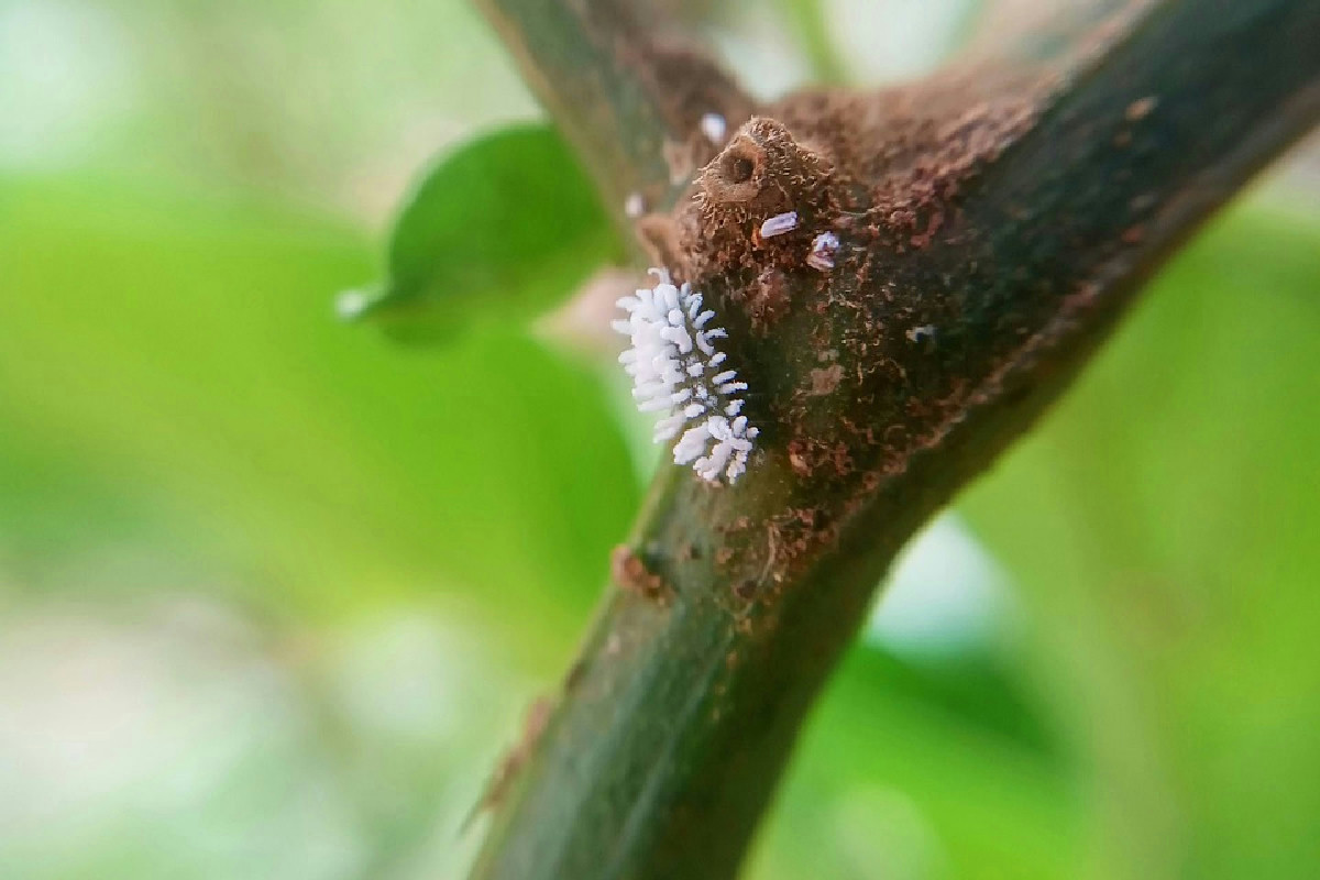 Le cocciniglie infestano le piante? Il cotone imbevuto di alcool è la soluzione efficace per eliminarle