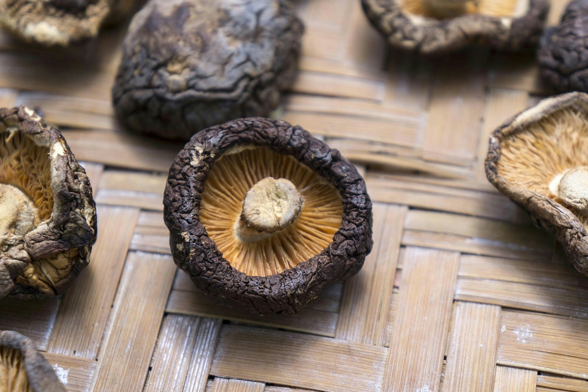 Coltivare i funghi in casa: basta un kit e un angolo buio e umido