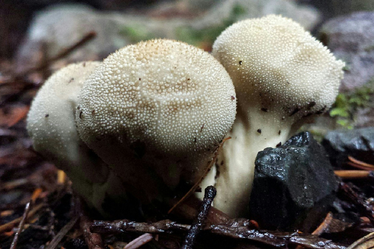 Coltivare i funghi in casa: basta un kit e un angolo buio e umido