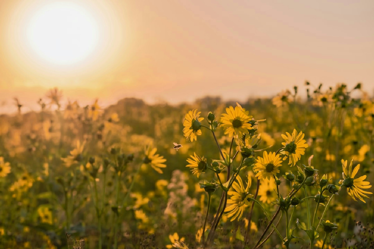 Coltivare i topinambur: i fiori sono gialli e i tuberi si mangiano (ma si espandono ovunque)