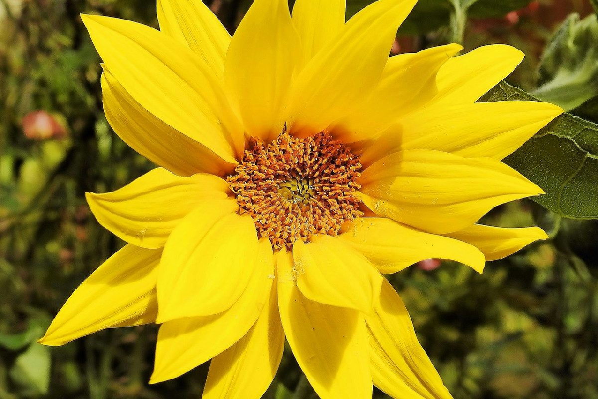 Coltivare i topinambur: i fiori sono gialli e i tuberi si mangiano (ma si espandono ovunque)