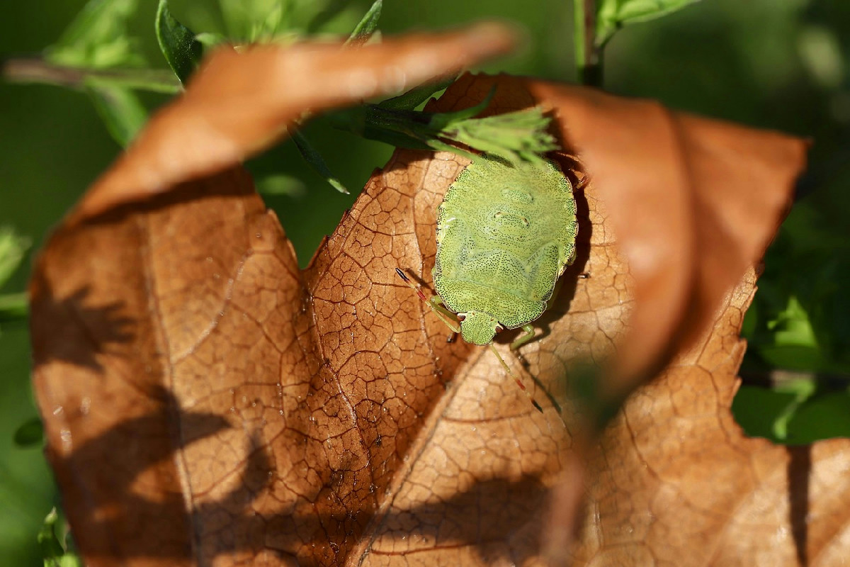 Liberare il giardino dalle cimici verdi con l’aglio: una soluzione ecologica e semplice