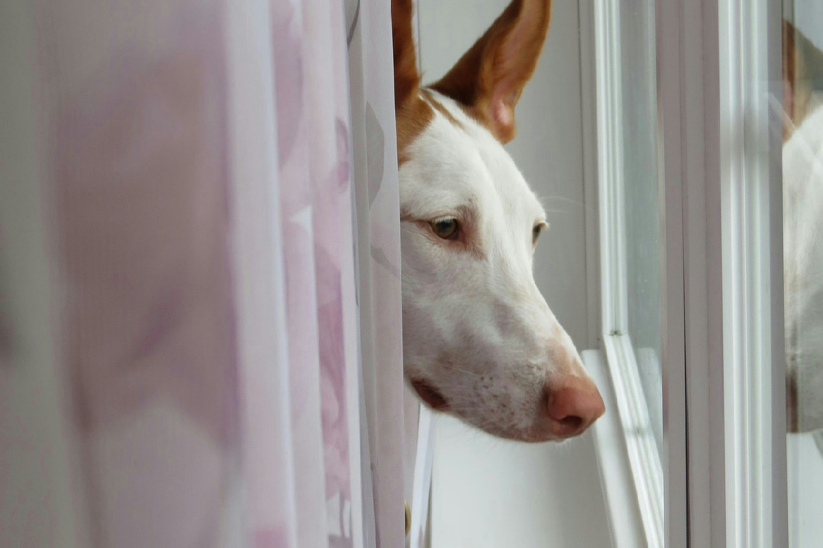 Perché il cane perde peso: cause comuni e soluzioni alimentari per migliorare la sua salute