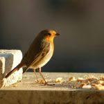 Quando arriva il freddo intenso, ecco cosa fare per aiutare gli uccelli durante l’inverno rigido