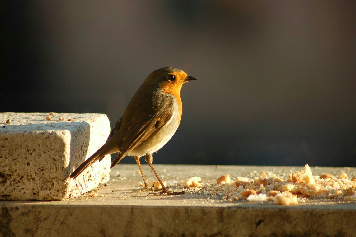 Quando arriva il freddo intenso, ecco cosa fare per aiutare gli uccelli durante l’inverno rigido