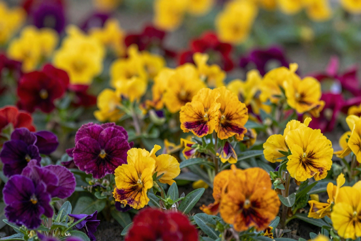 Realizzare aiuole fiorite tutto l'anno con un trucco geniale che richiede zero manutenzione